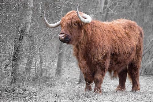 Scottish Highlander