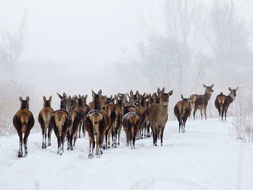 Red deer in the snow
