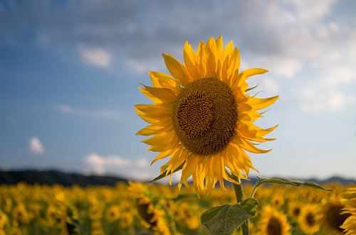 Profiel van een gouden zonnebloem in een zomers veld