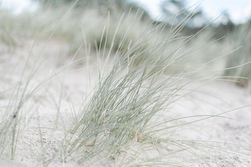 Sandy Dunegrass von DsDuppenPhotography