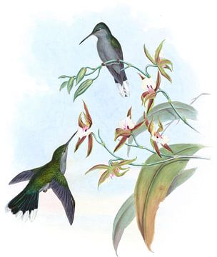 Sabre-Wing met breed geslagen, John Gould van Hummingbirds