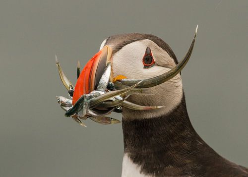 Papegaaiduiker met vis