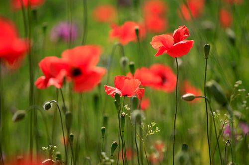Poppy Blossoms