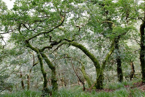 Sinuous oak