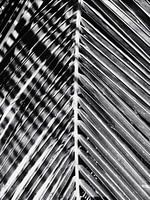 Palmenblatt s/w