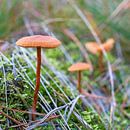 roodachtige lak trechter, Laccaria laccata, op de bosbodem van Heiko Kueverling thumbnail