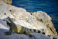 Leguaan in Curaçao