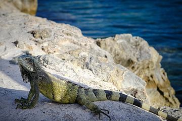 Iguanas in Curaçao by Sjoerd van der Hucht