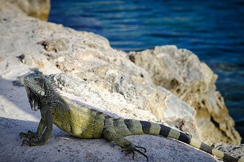 Leguane auf Curaçao