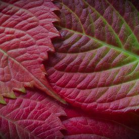 Couleurs d'automne 4 sur Jaap Tanis