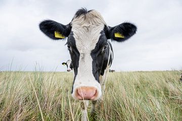 Terschelling Boschplaat natuurgrazers nieuwsgierige koe van Yvonne van Driel