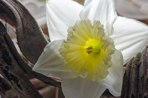 White daffodil