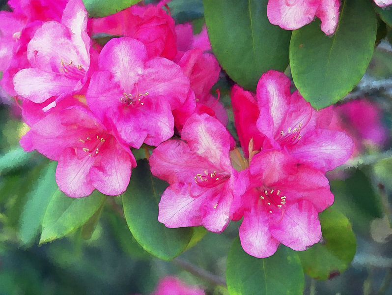 Rhododendron 10 van Edgar Schermaul