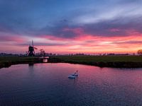 Zwanen bij zonsopkomst