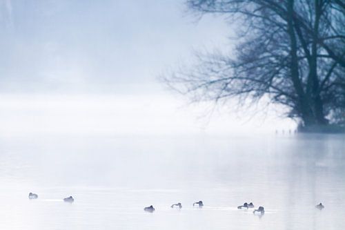 Kuifeenden in de mist op Valkenburgse Meer