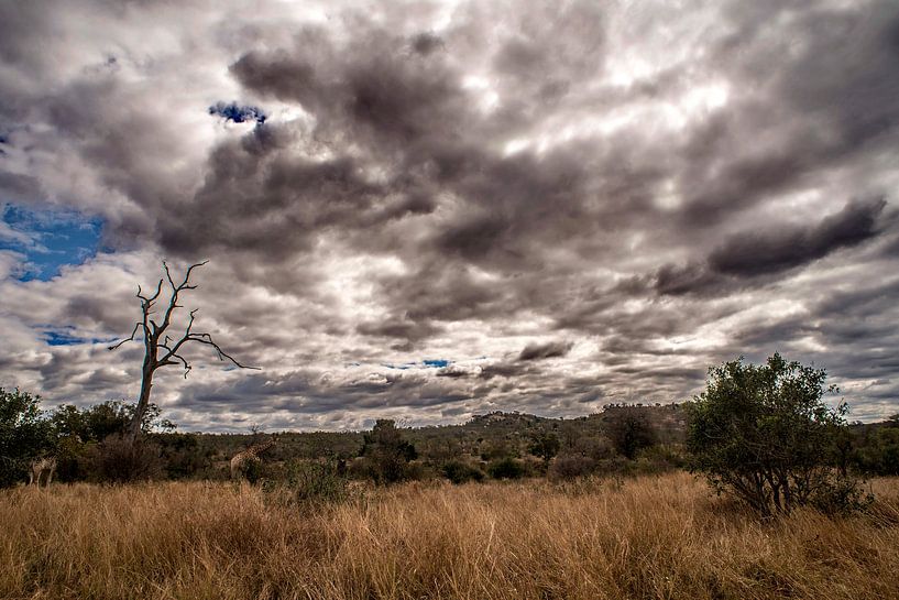 Giraffes and a beautiful cloudy sky by Rob Smit