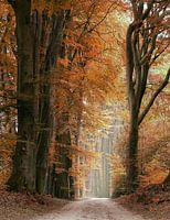 Speulderbos in autumn colors