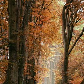 Speulderbos in autumn colors by Michelle Coppiens