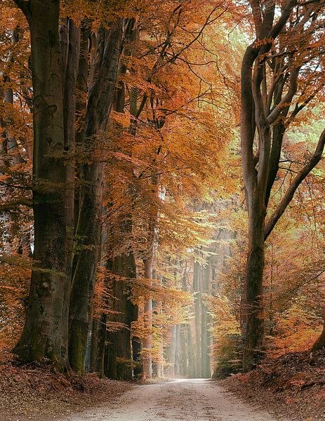 Speulderbos in autumn colors by Michelle Coppiens
