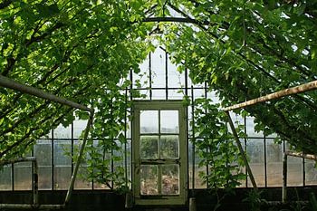 Old glasshouse with grapes in Westland area.