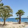 Onder de palmen op Ibiza strand van Wijbe Visser