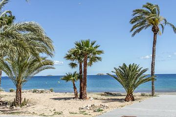 Under the palms on Ibiza beach