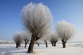 des saules têtards en tenue d'hiver