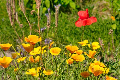 Een veld  met oranje gele en rood en paarse wilde bloemen