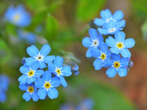 Forget-me-nots...