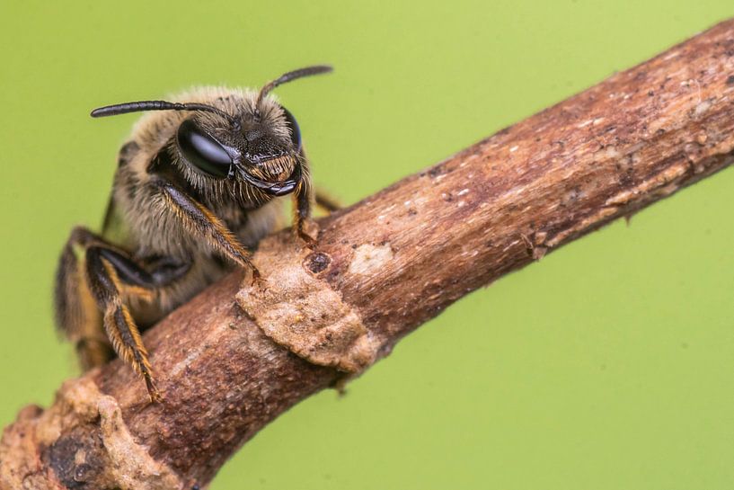 Sandy bee by Kars Klein Wolterink