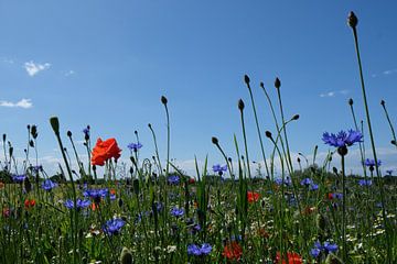 buntes Feld von Ostsee Bilder