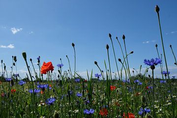 kleurrijk veld