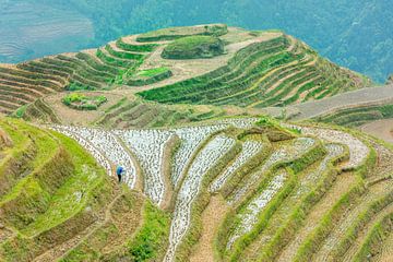 Longji rice terraces, Guangxi province, China by Ruurd Dankloff