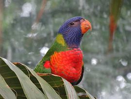 Lori Look sur Ronald Wakker