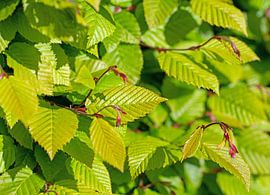 Hornbeam by Michael Schuppich
