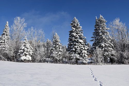 Ein eisiger Wald unter blauem Himmel