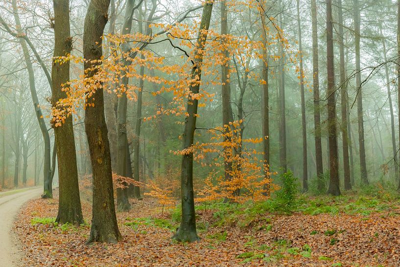 C'est un rare matin brumeux dans le Zandlaan de Beetsterzwaag Opsterland Friesland. par Ad Huijben