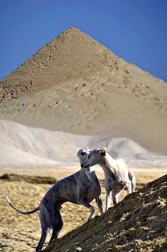 Whippets in het zand