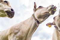 Three cows grazing