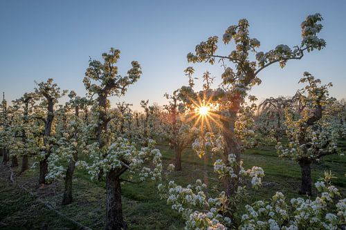 Bloesem in zonlicht