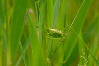 ik kom een kijkje nemen