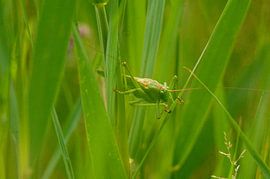 ik kom een kijkje nemen by vanetty onderstal