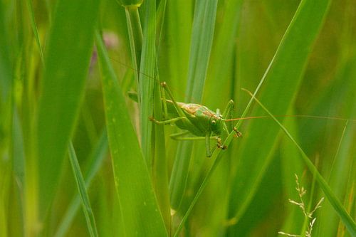 ik kom een kijkje nemen