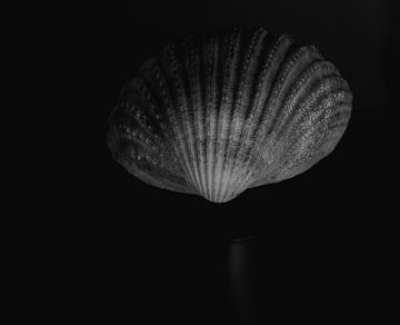Seashell 1 van Nancy Overgaauw