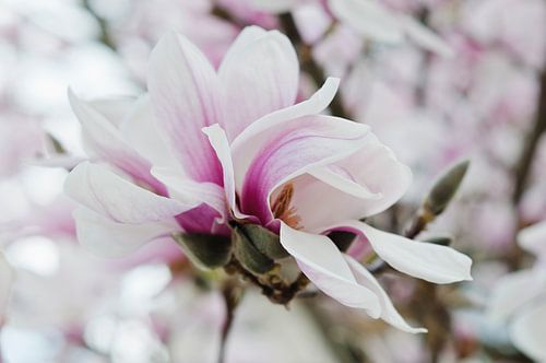 Magnoliabloesem op magnoliaboom