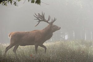 ziehend... Rothirsch *Cervus elaphus*