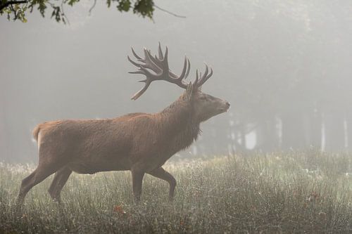 ziehend... Rothirsch *Cervus elaphus*