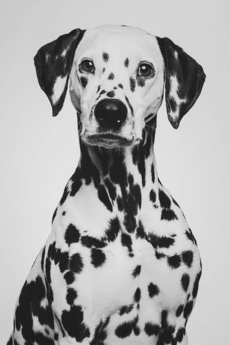 Fine art portrait of a dalmatier dog in black and white