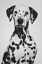 Kunstporträt eines Dalmatinerhundes in Schwarz-Weiß von Lotte van Alderen Miniaturansicht