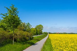 Rapsfeld, Radweg und Straße mit Bäumen bei Parkentin